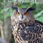 owl