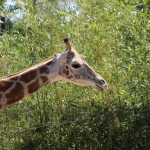 giraffe giraffe