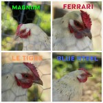 chicken collage