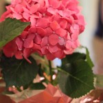 IMG_1649