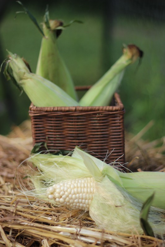 fresh sweet corn