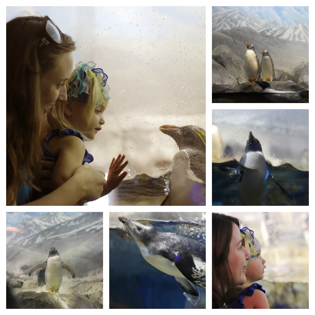 penguin tennessee aquarium