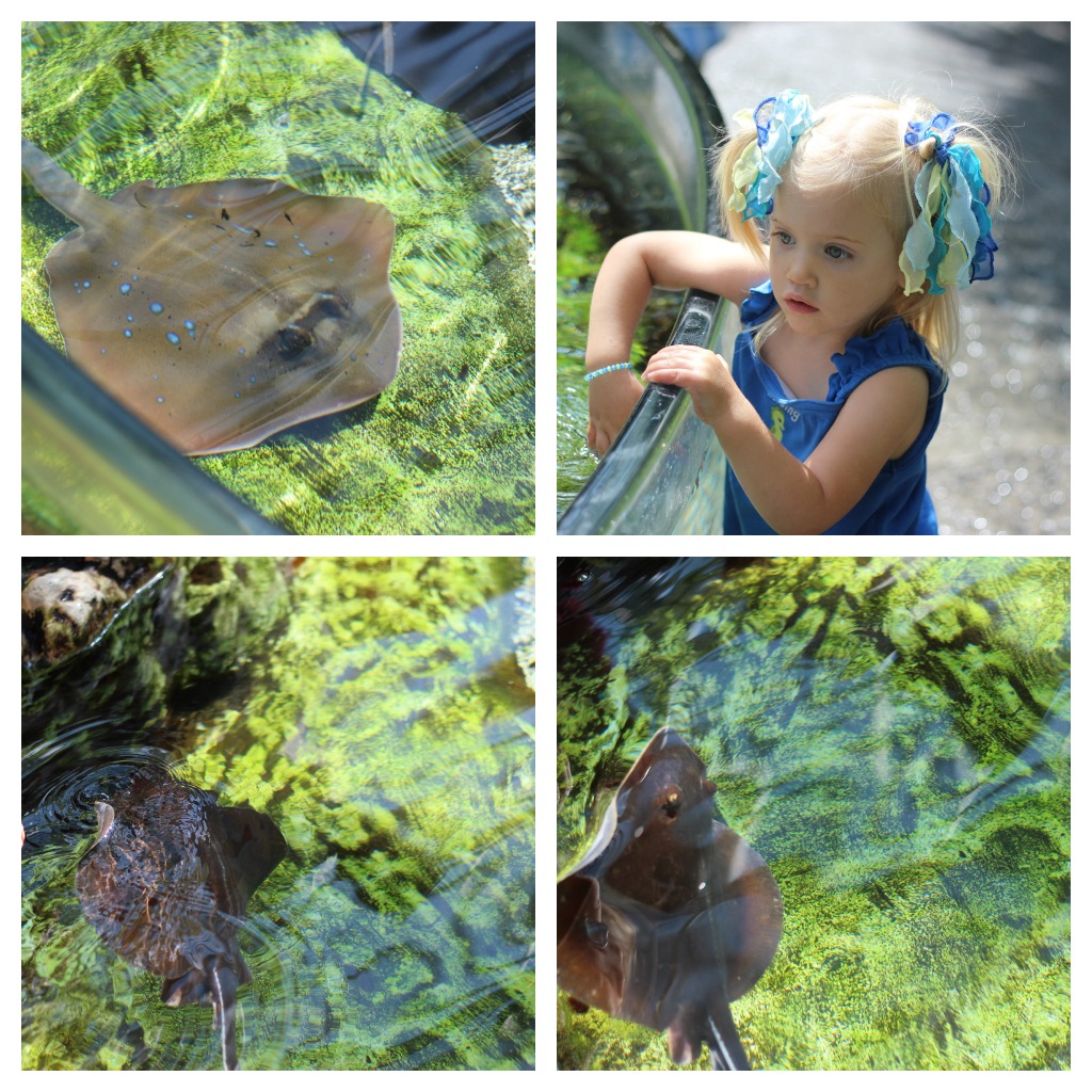 sting ray rays tennessee aquarium