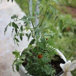 tomato plant container garden
